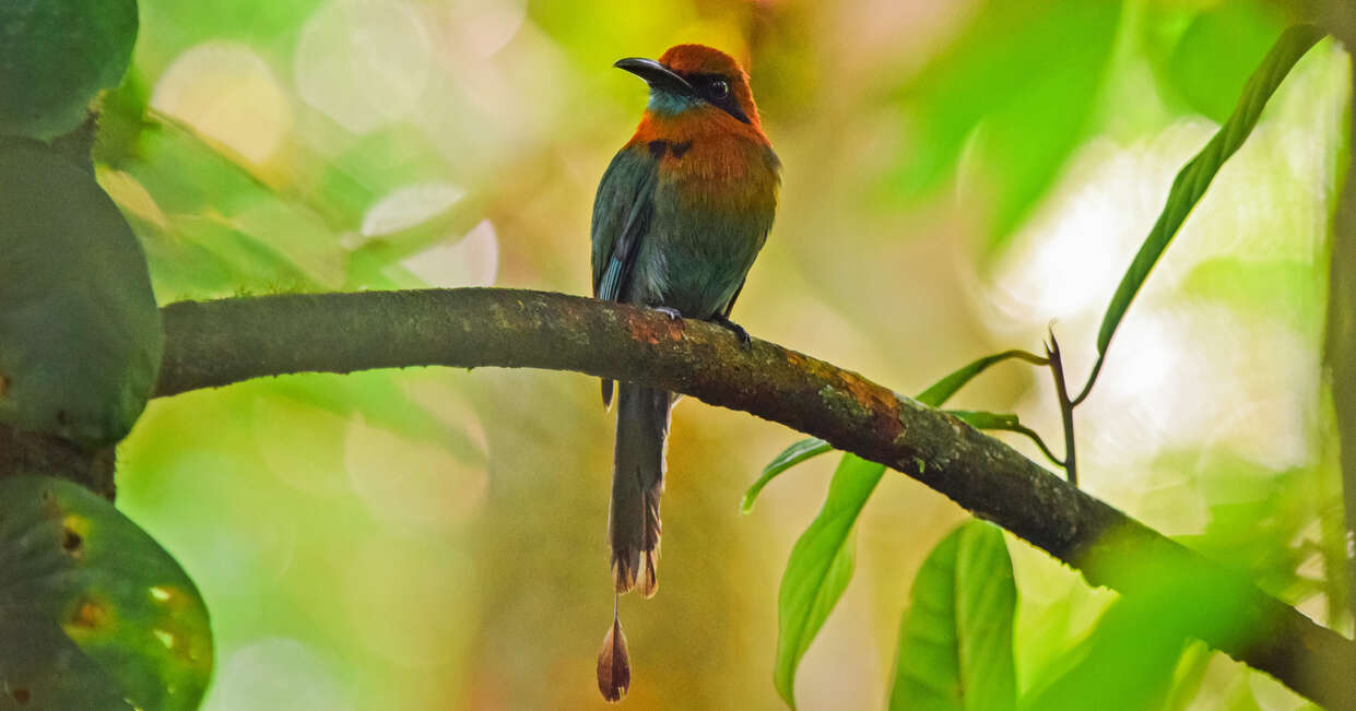 Birdlife in Costa Rica